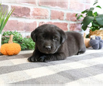 Small #1 Labrador Retriever