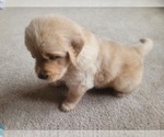 Small Photo #8 Golden Retriever Puppy For Sale in BELLINGHAM, WA, USA