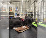 Small Photo #3 Chihuahua-Unknown Mix Puppy For Sale in Missouri City, TX, USA