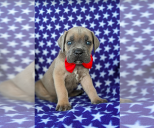 Cane Corso Puppy for sale in KIRKWOOD, PA, USA