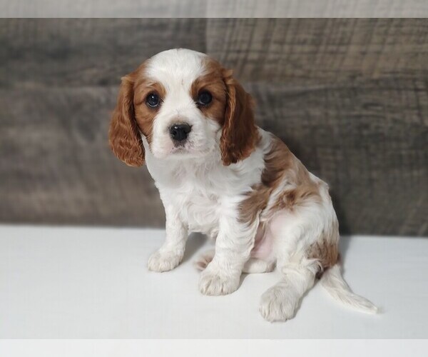 Medium Photo #5 Cavalier King Charles Spaniel Puppy For Sale in CLARK, MO, USA