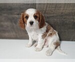 Small Photo #5 Cavalier King Charles Spaniel Puppy For Sale in CLARK, MO, USA