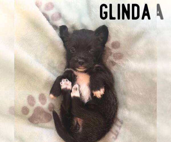 Medium Photo #1 Shih Tzu-Unknown Mix Puppy For Sale in Newfield, NJ, USA