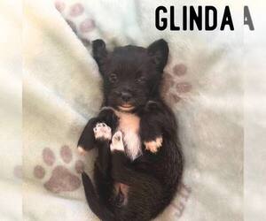 Shih Tzu-Unknown Mix Dogs for adoption in Newfield, NJ, USA