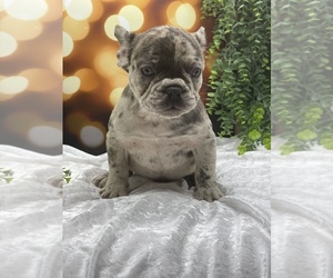 French Bulldog Puppy for sale in FOLSOM, CA, USA