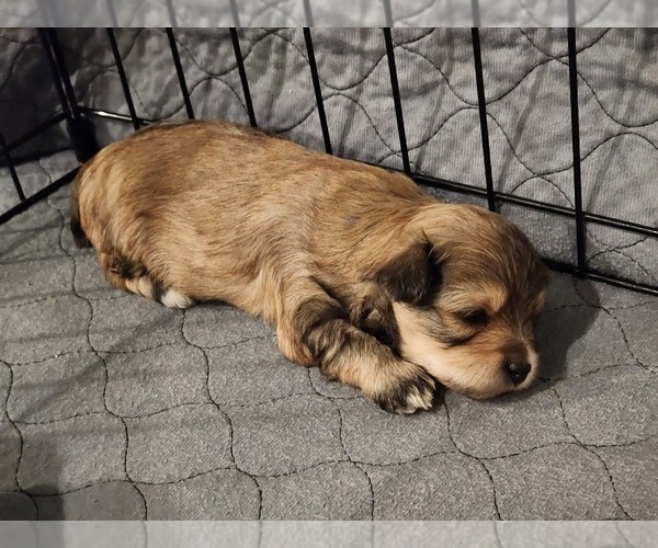 Medium Photo #1 YorkiePoo Puppy For Sale in BLUE MOUND, TX, USA