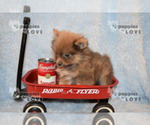 Small Photo #6 Pomeranian Puppy For Sale in SANGER, TX, USA