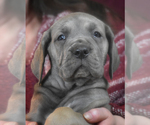 Small Photo #12 Great Dane Puppy For Sale in DANIELSON, CT, USA