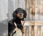 Small Photo #4 Dachshund Puppy For Sale in BEECH GROVE, IN, USA