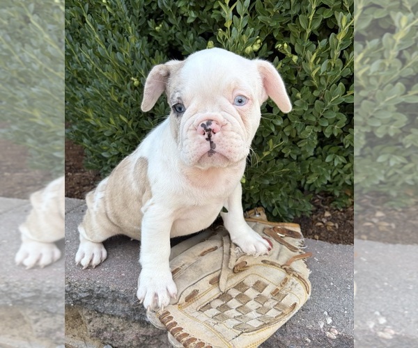 Medium Photo #1 French Bulldog Puppy For Sale in MIDDLEBURY, IN, USA