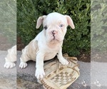 Small French Bulldog