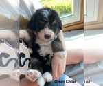 Small Photo #8 Bernedoodle Puppy For Sale in OMAHA, NE, USA