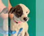 *AUDREY - Female Mutt Dog for Adoption - Small photo