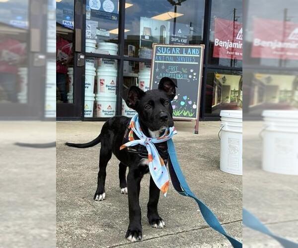 Medium Photo #2 Labrador Retriever Puppy For Sale in Sugar Land, TX, USA
