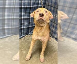 German Shepherd Dog-Unknown Mix Dogs for adoption in Rosenberg, TX, USA