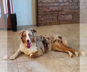 Mother of the Australian Shepherd puppies born on 06/07/2025