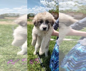 Great Pyrenees-Maremma Sheepdog Mix Puppy for sale in MOUNT JACKSON, VA, USA