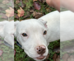 Small #11 Mutt