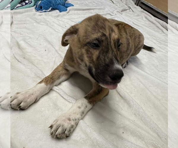 Medium Photo #2 Collie-German Shepherd Dog Mix Puppy For Sale in Mechanicsburg, PA, USA