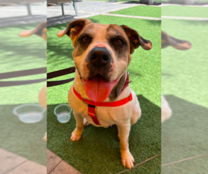 American Bulldog-Unknown Mix Dogs for adoption in Decatur, GA, USA