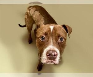 American Pit Bull Terrier-Unknown Mix Dogs for adoption in Tulsa, OK, USA