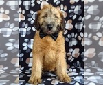Small Photo #3 Soft Coated Wheaten Terrier Puppy For Sale in LEOLA, PA, USA