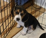 Puppy Wade Beagle