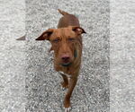 Small #3 Labrador Retriever-Rhodesian Ridgeback Mix