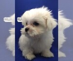 Small Photo #6 Maltese Puppy For Sale in NASHVILLE, NC, USA