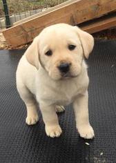 Labrador Retriever Puppy for sale in URBANA, MO, USA