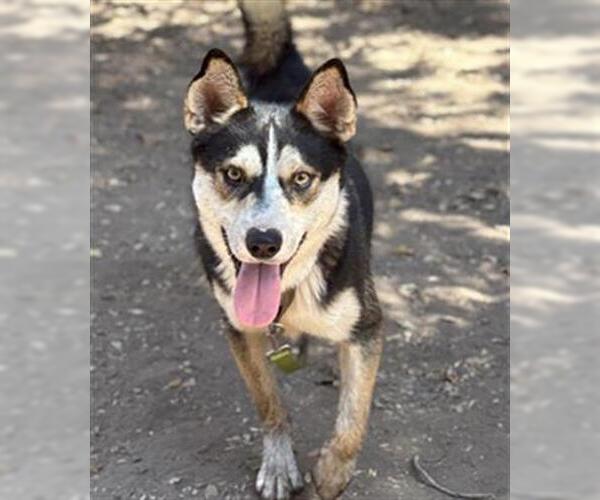 Medium Photo #1 Siberian Husky Puppy For Sale in Santa Barbara, CA, USA