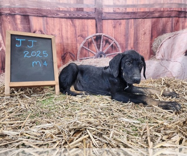 Medium Photo #14 Catahoula Leopard Dog Puppy For Sale in CUMBY, TX, USA