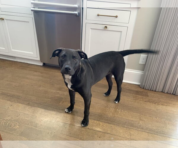 Medium Photo #13 American Pit Bull Terrier-Unknown Mix Puppy For Sale in Minneapolis, MN, USA