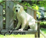 Small Photo #2 Golden Retriever Puppy For Sale in FREDERICKSBG, OH, USA