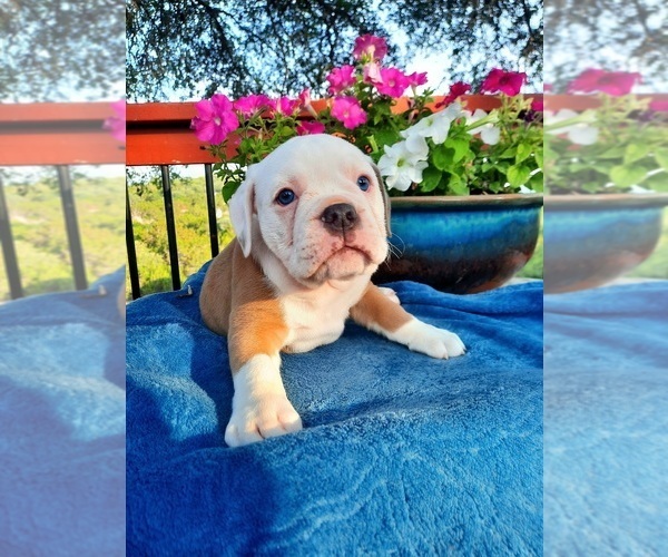 Medium Photo #3 Olde English Bulldogge Puppy For Sale in CANYON LAKE, TX, USA