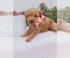 Goldendoodle (Miniature) Puppy for sale in NILES, MI, USA