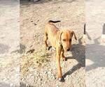 Small American Staffordshire Terrier Mix