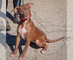 Hazel - Female American Bulldog-American Staffordshire Terrier Mix Dog for Adoption - Photo #2