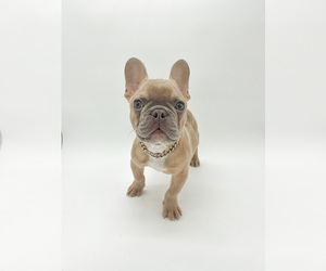 French Bulldog Puppy for sale in PEARLAND, TX, USA
