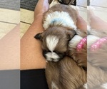 Puppy Hank Shih Tzu