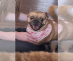 Small Photo #2 French Bulldog Puppy For Sale in Bandera, TX, USA