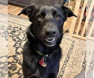 Junnah - Female Labrador Retriever-Unknown Mix Dog for Adoption - Photo #7