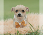 Small Photo #63 Chihuahua Puppy For Sale in WARSAW, IN, USA