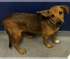 Labrador Retriever-Unknown Mix Dogs for adoption in Sterling, MA, USA
