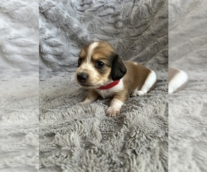 Dachshund Puppy for sale in VACAVILLE, CA, USA