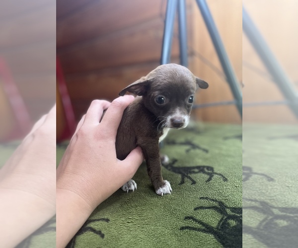 Medium Photo #1 Chihuahua Puppy For Sale in SAINT AUGUSTINE, FL, USA