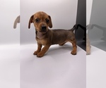 Small #4 Dachshund