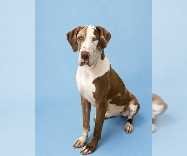Medium Photo #1 Great Dane Puppy For Sale in Westminster, MD, USA