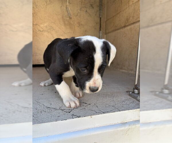 Medium Photo #1 Mutt Puppy For Sale in Oklahoma City, OK, USA