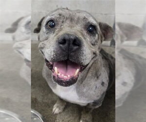 American Pit Bull Terrier-Unknown Mix Dogs for adoption in San Bernardino, CA, USA
